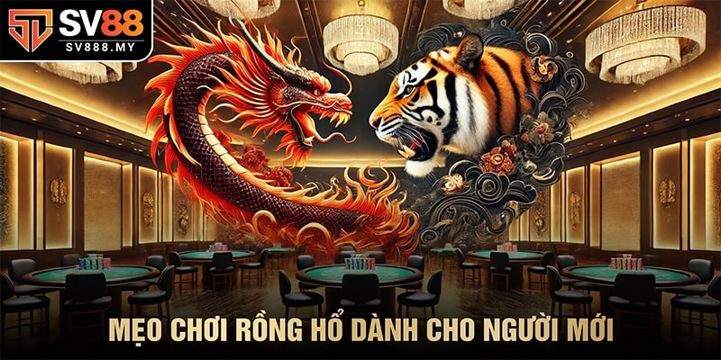 Mẹo chơi Rồng Hổ Dành Cho Người Mới