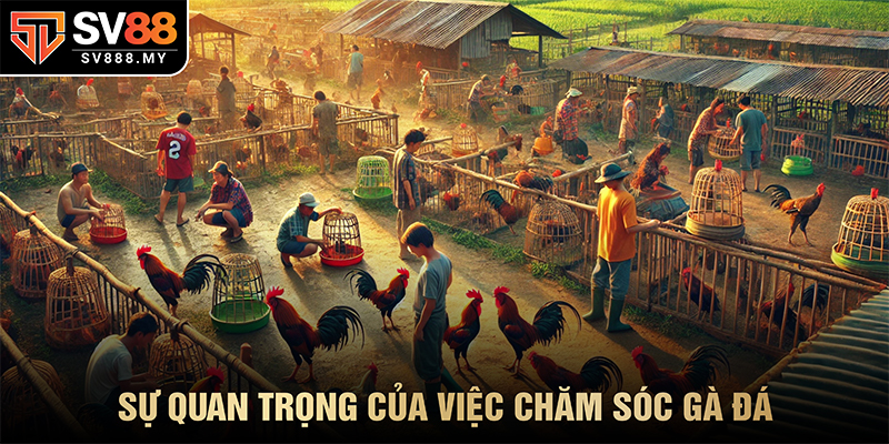Sự Quan Trọng Của Việc Chăm Sóc Gà Đá