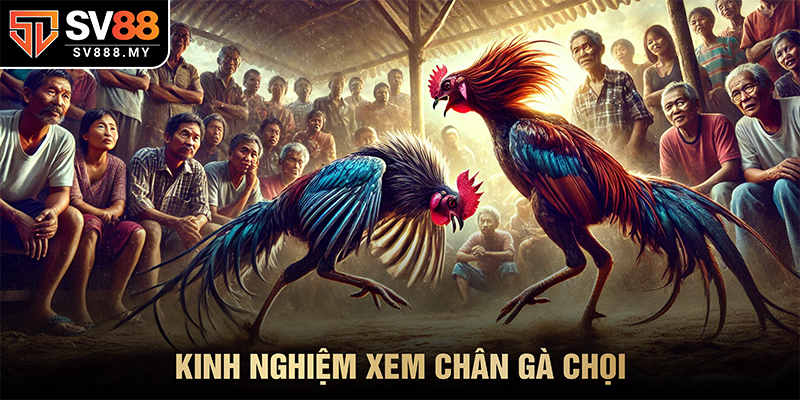 Kinh Nghiệm Xem Chân Gà Chọi