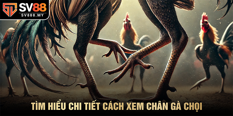 Tìm Hiểu Chi Tiết Cách Xem Chân Gà Chọi