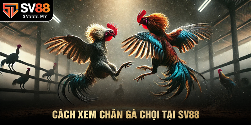 Xem chân gà chọi SV88
