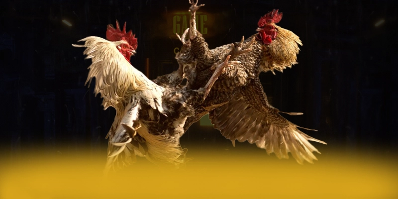 DAGA88 – Cổng game bài được đánh giá cao, được cộng đồng đánh giá tích cực.