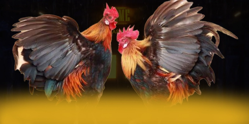 789WIN - Tổng kết giá trị cốt lõi một cách toàn diện. 789WIN - Tổng kết giá trị cốt lõi một cách toàn diện.