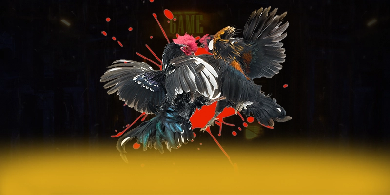 DAGA88 - Tổng kết từ trải nghiệm thực tế.