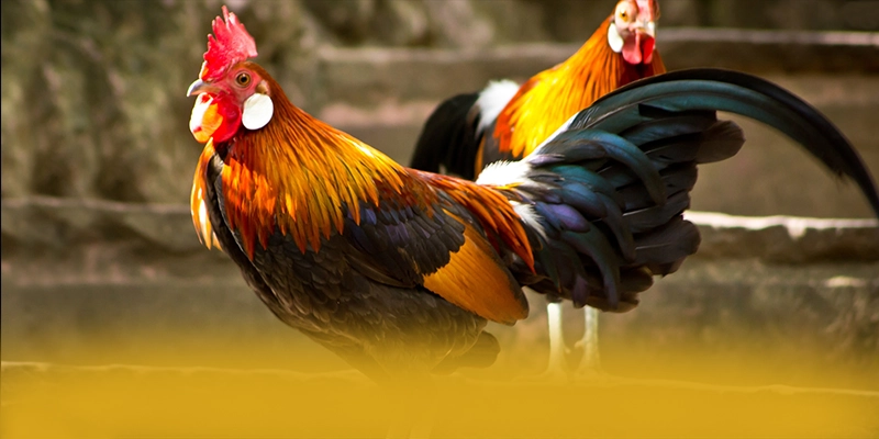 
Đánh giá ĐÁ GÀ TRỰC TIẾP - Nhà cái được nhiều người chơi lựa chọn số 1 Việt Nam
