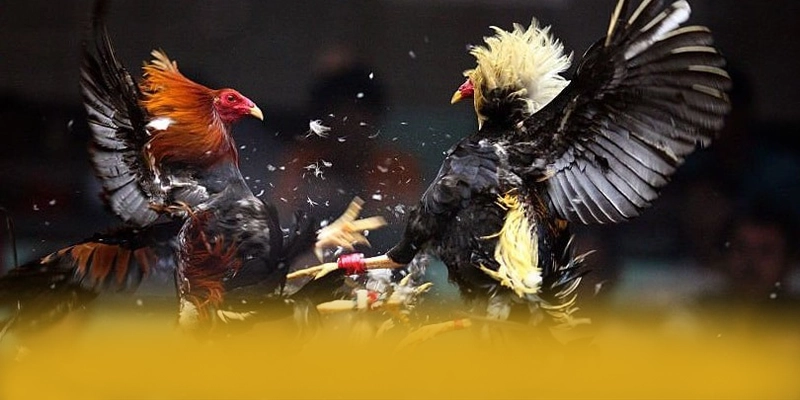 KUWIN - Cổng trò chơi mang đến thế giới game đa dạng đang làm mưa làm gió trên thị trường – Khám phá thế giới giải trí tại KUWIN KUWIN - Cổng trò chơi mang đến thế giới game đa dạng đang làm mưa làm gió trên thị trường – Khám phá thế giới giải trí tại KUWIN