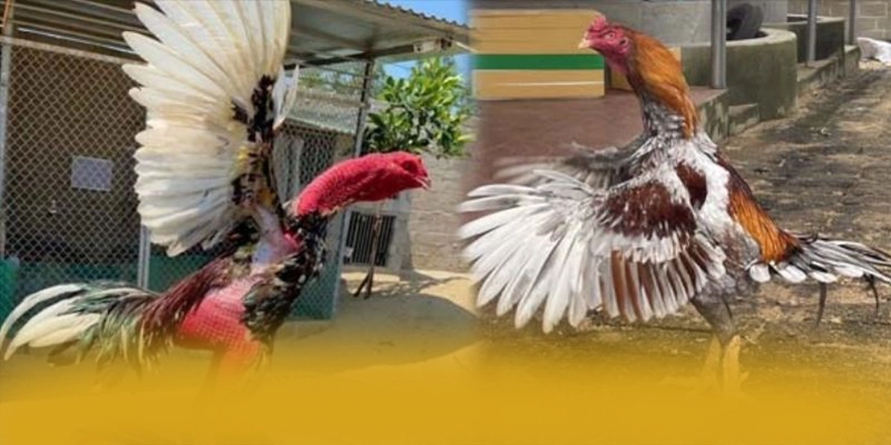 tỷ lệ kèo bóng đá - Sảnh game sở hữu kho game phong phú được giới cược thủ tin tưởng – Khám phá thế giới giải trí tại tỷ lệ kèo bóng đá