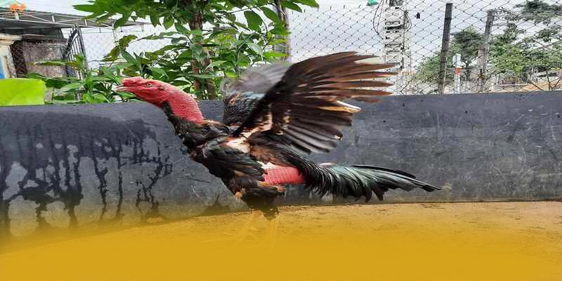 DAGA88 - Kết bài từ trải nghiệm thực tế.