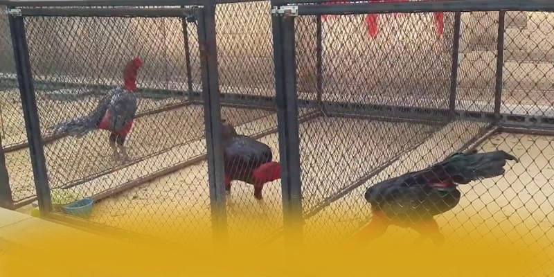 CONGA6789 – Thương hiệu phổ biến nhất, khẳng định vị thế hàng đầu tại Việt Nam. CONGA6789 – Thương hiệu phổ biến nhất, khẳng định vị thế hàng đầu tại Việt Nam.