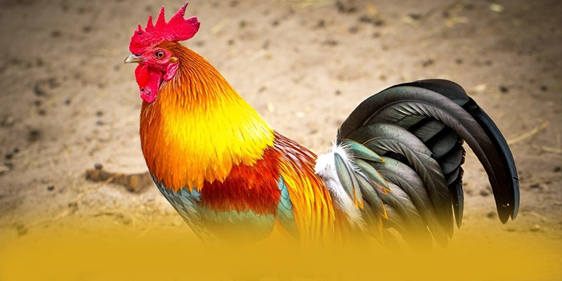 B52 - Sân chơi hiệu năng vượt trội tại Việt Nam