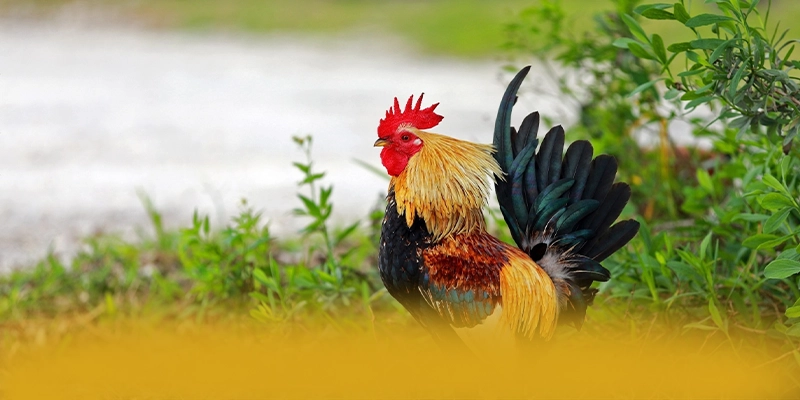 Khám phá hành trình của B52 - Cổng giải trí chất lượng hiện nay
Khám phá hành trình của B52 - Cổng giải trí chất lượng hiện nay