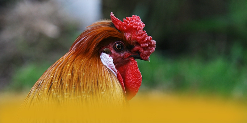 NK88 - Tổng kết giá trị cốt lõi dưới góc nhìn chuyên môn.