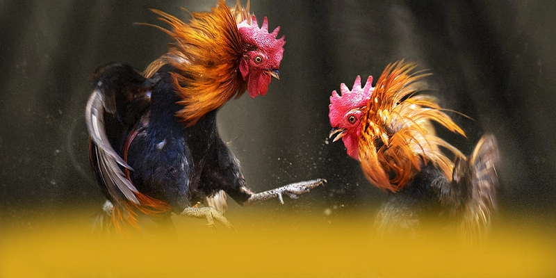 RR99 - Thương hiệu có nhiều event hấp dẫn được người chơi tin tưởng – Trải nghiệm RR99