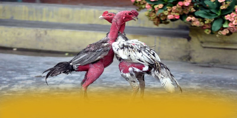 B52 – Thương hiệu đáng chơi nhất, được cộng đồng game thủ tin tưởng.