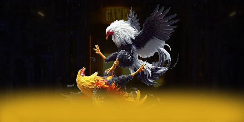 
Khám phá hành trình của RR99 - Sảnh game chất lượng trên thị trường
